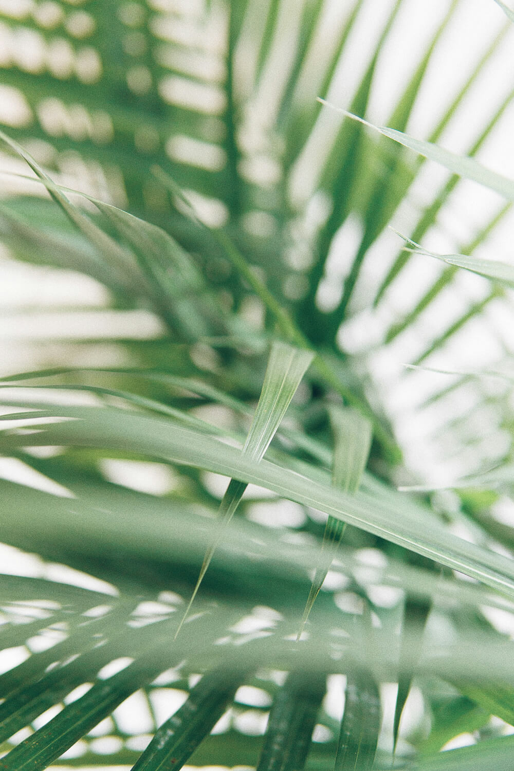 closeup of plant